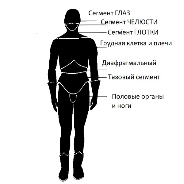 Сегменты тела