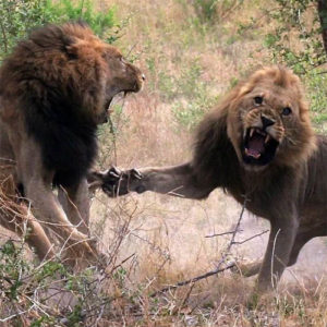 львы дерутся за территорию - откуда происходят гнев и злость