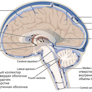 ликвор и его течение головной и спинной мозг