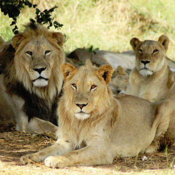 pride - семья львов