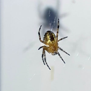 страх пауков арахнофобия