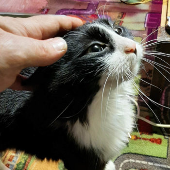 платный психолог и бесплатный